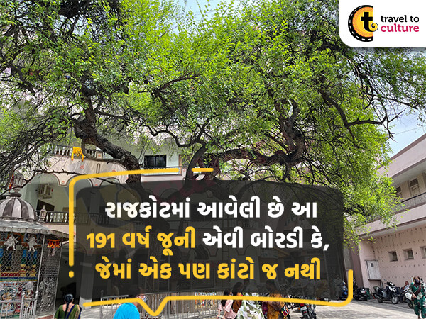 રાજકોટમાં આવેલી છે આ 191 વર્ષ જૂની એવી બોરડી કે, જેમાં એક પણ કાંટો જ નથી